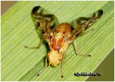 Fruit Fly-Male