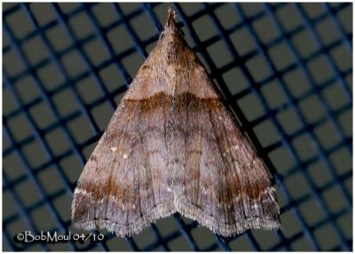 Ambiguous Moth-FemaleLascoria ambigualis #8393