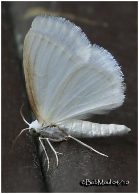 White Spring Moth-Lomographa vestaliata #6667