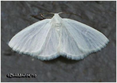 White Spring Moth-Lomographa vestaliata #6667
