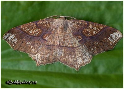 Oak Besma Moth-MaleBesma quercivoraria #6885