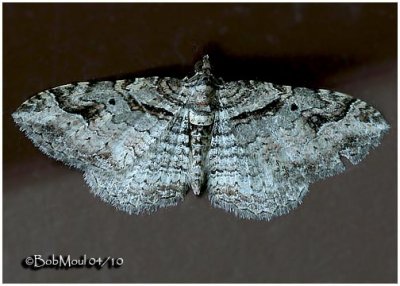 Bent-line Carpet Moth-MaleCostacovexa centrostrigaria #7416