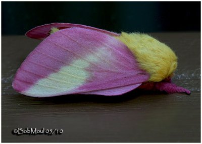 Rosy Maple MothDryocampa rubicunda #7715
