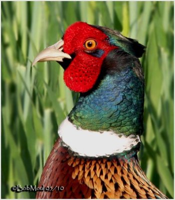 Ring-necked Pheasant-Male