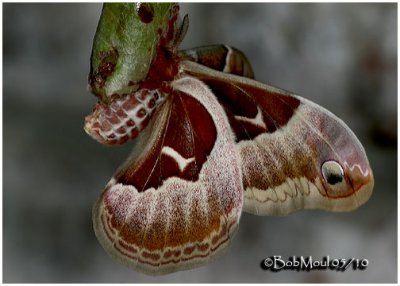 <h5><big>Promethea Moth-Female<br></big><em>Callosamia promethea #7764</h5></em>