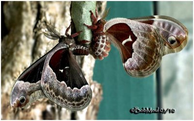 Promethea Moths-MatingCallosamia promethea #7764