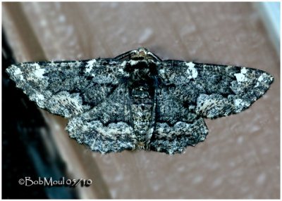 Oak Beauty Moth-Phaeoura quernaria  #6763