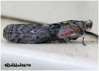 <h5><big>Locust Leafroller Moth<br></big><em>Sciota subcaesiella #5796 </h5></em>