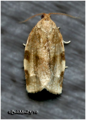 Broken-banded Leafroller MothChoristoneura fractivittana  #3632