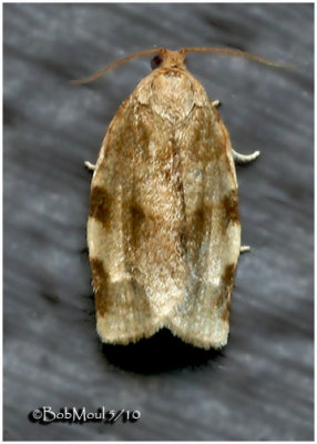 Broken-banded Leafroller MothChoristoneura fractivittana #3632