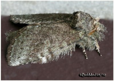Saddled Prominent Moth-FemaleHeterocampa guttivitta #7994