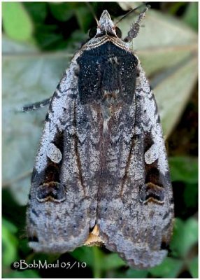 <h5><big>Large Yellow Underwing Moth<br></big><em>Noctua pronuba #11003.1</h5></em>