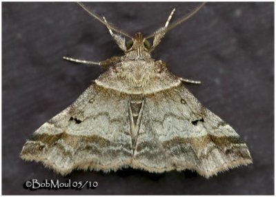 Dark-banded Owlet Moth Phalaenophana pyramusalis #8338