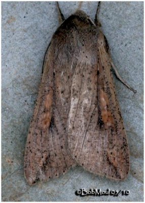 <h5><big>Armyworm Moth<br></big><em>Mythimna unipuncta #10438</h5></em>