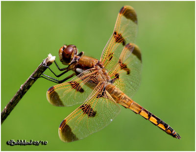 Painted Skimmer-Male