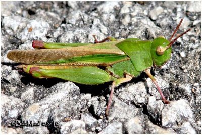 Northern Green-striped Grasshopper-Female