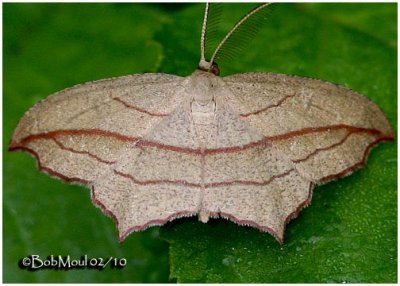<h5><big>Cross-lined Wave Moth-Male<br></big><em>Calothysanis amaturaria #7147</h5></em>