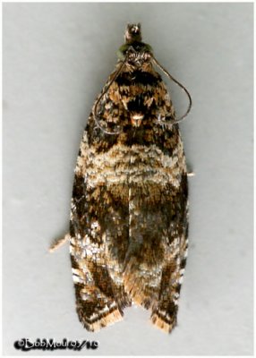 Dusky Leafroller Moth Orthotaenia undulana #2770</