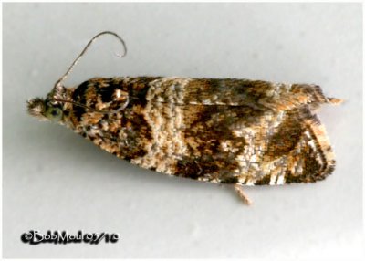 Dusky Leafroller Moth Orthotaenia undulana #2770</
