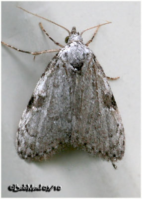Confused Meganola MothMeganola minuscula #8983