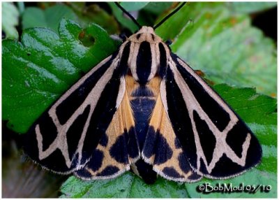 Carlotta's Tiger Moth Apantesis carlotta #8171.1