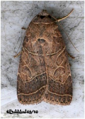 Rustic Quaker Moth Orthodes majuscula  #10585