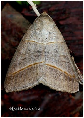 Texas Mocis Moth Mocis texana #8745