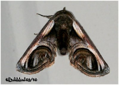Eyed Paectes Moth Paectes oculatrix #8957