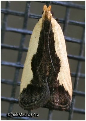 Dichomeris Aleatrix MothDichomeris aleatrix #2291.1