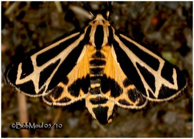 Carlotta's Tiger Moth Apantesis carlotta #8171.1