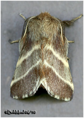 Eastern Tent Caterpillar MothMalacosoma americanum #7701 