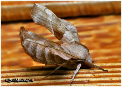 Walnut Sphinx Moth-Amorpha juglandis  #7827