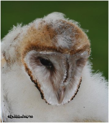 Barn Owl Chick