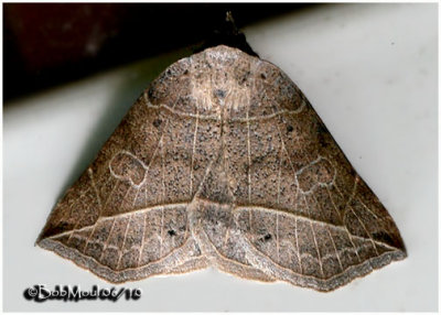Thin-lined Owlet Moth Isogona tenuis #8493