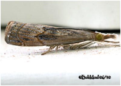 Bluegrass Webworm MothParapediasia teterrella  #5451