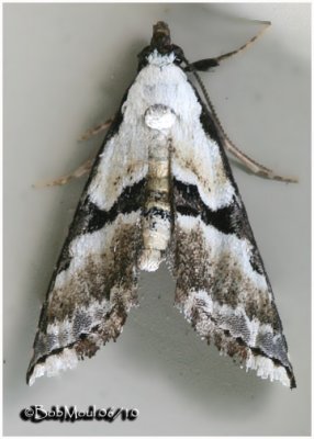 Thin-winged Owlet MothNigetia formosalis #8440