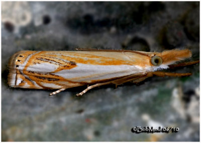 <h5><big>Double-banded Grass-veneer Moth<br></big><em>Crambus agitatellus  #5362</h5></em>