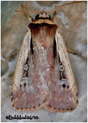 Flame-shouldered Dart  MothOchropleura implecta #10891