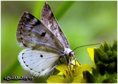 <h5><big>Bluish Spring Moth-<br></big><em>Lomographa semiclarata #6666</h5></em>