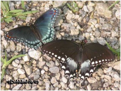 Red Spotted Purple & Spicebush Swallowtail
