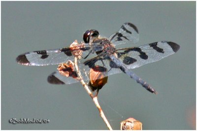 Banded Pennant Male -   - PA State Record