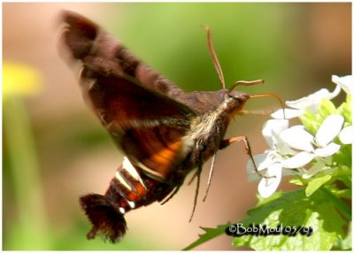 Nessus Sphinx Moth Amphion floridensis #7873