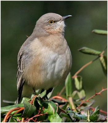Northern Mockingbird-First Winter