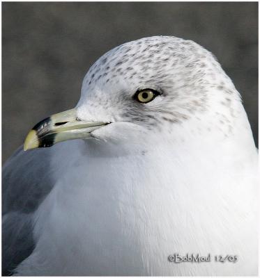 Ring Billed Gull-Adult Non Breeding