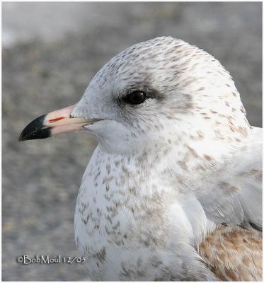 Ring Billed Gull-1st Winter