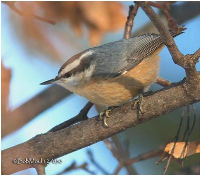 Red Breasted Nuthatch