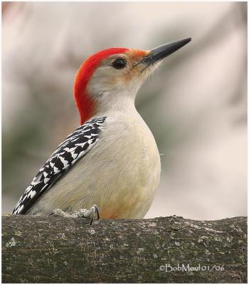 Red Bellied Woodpecker-Male