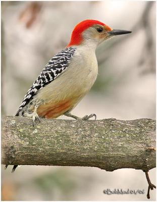Red Bellied Woodpecker-Male