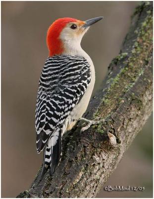 RED-BELLIED WOODPECKERS