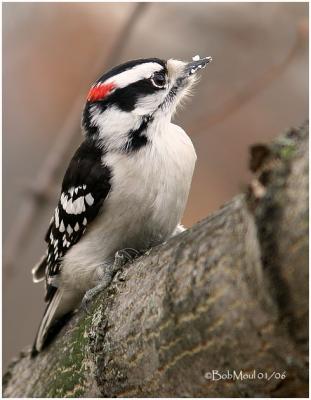 Downy Woodpecker-Male